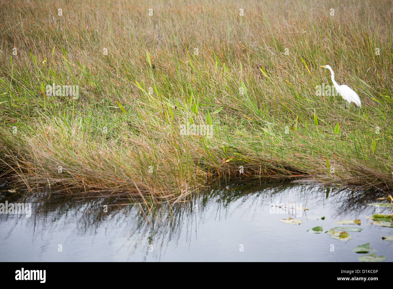 Heron, Florida Everglades National Park Foto Stock