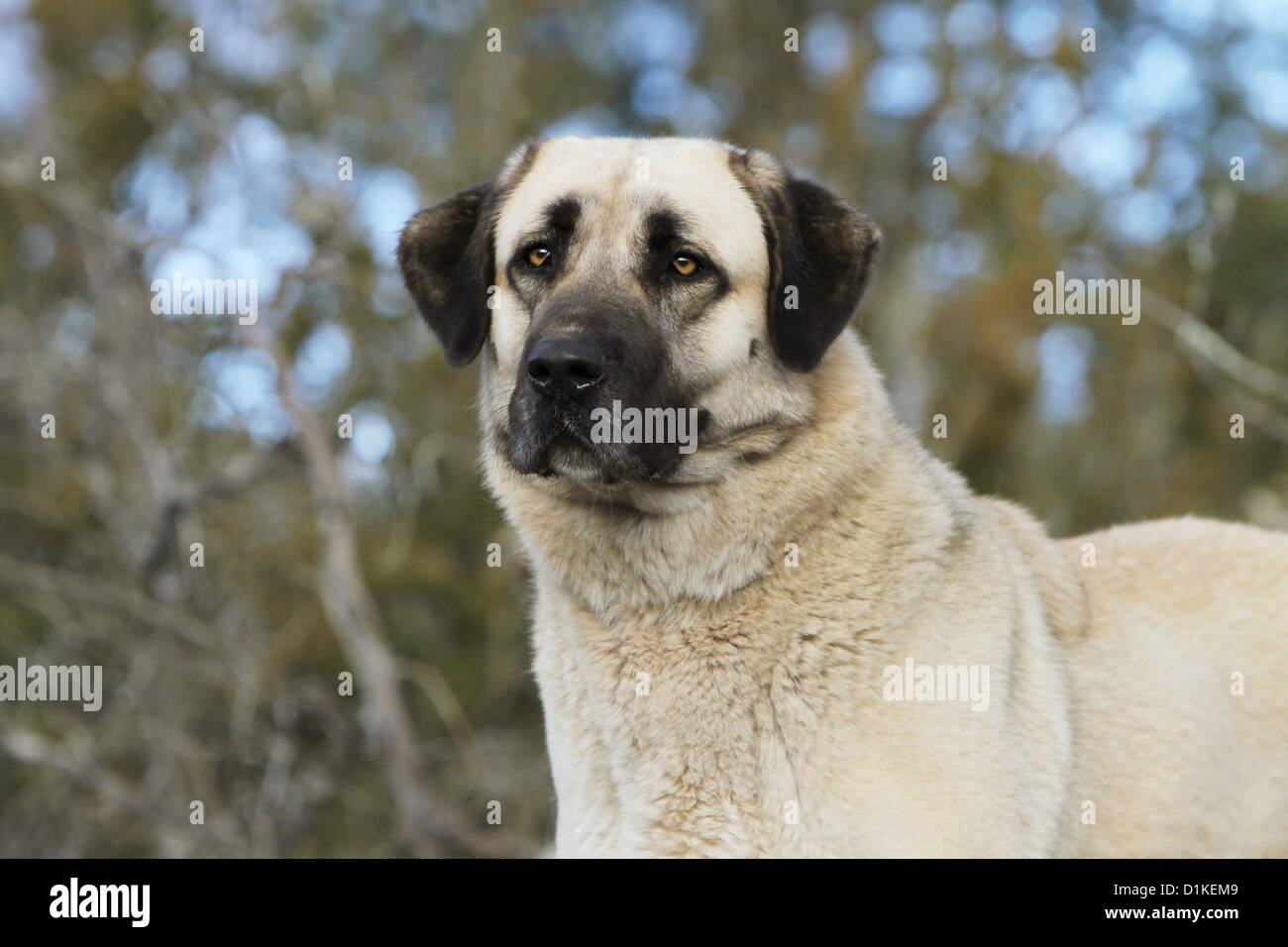 Anatolica Cane Cane Pastore Kangal Turco Karabash Ritratto Per Adulti Foto Stock Alamy