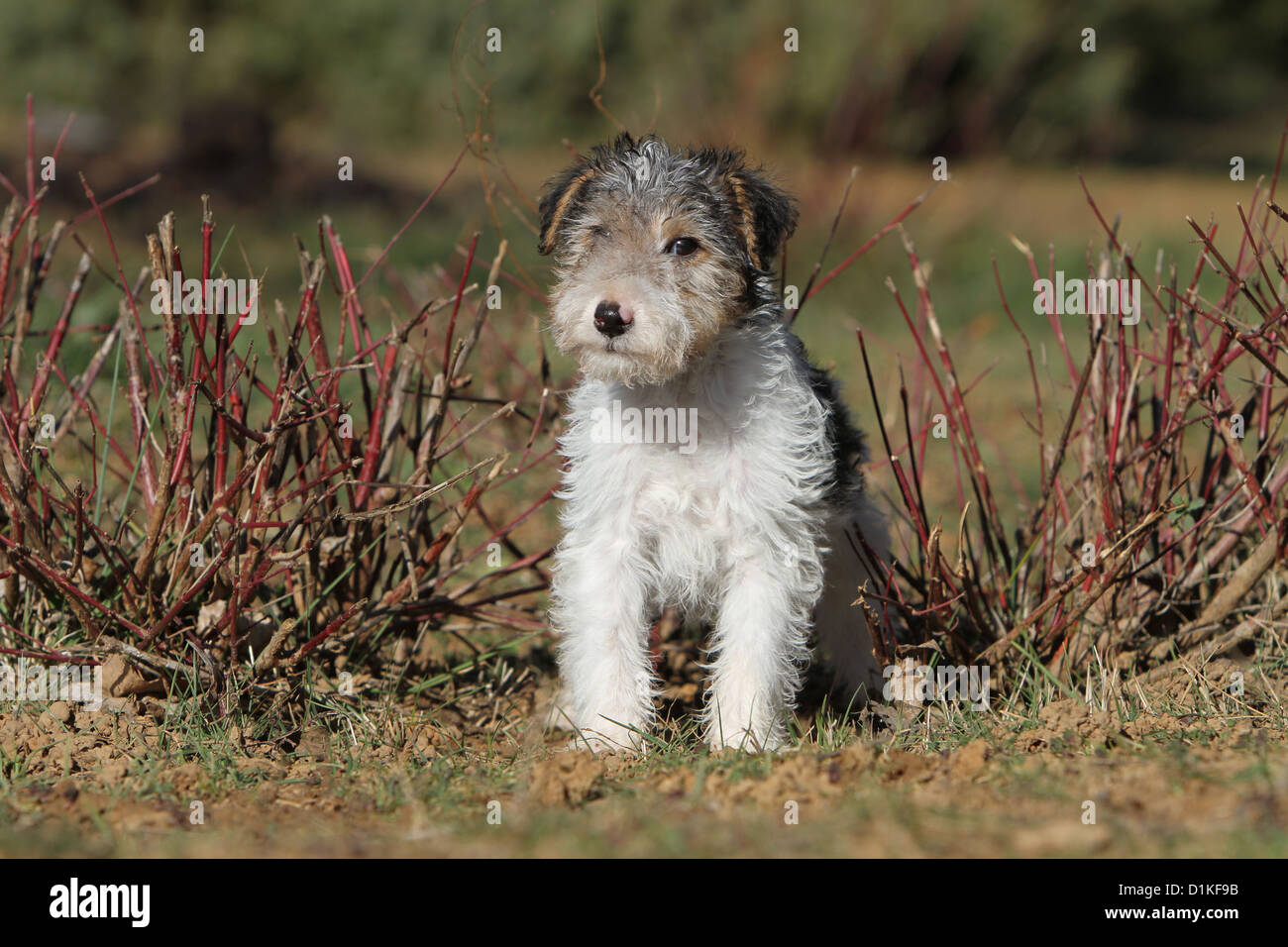 Filo di cane Fox Terrier cucciolo faccia permanente Foto Stock