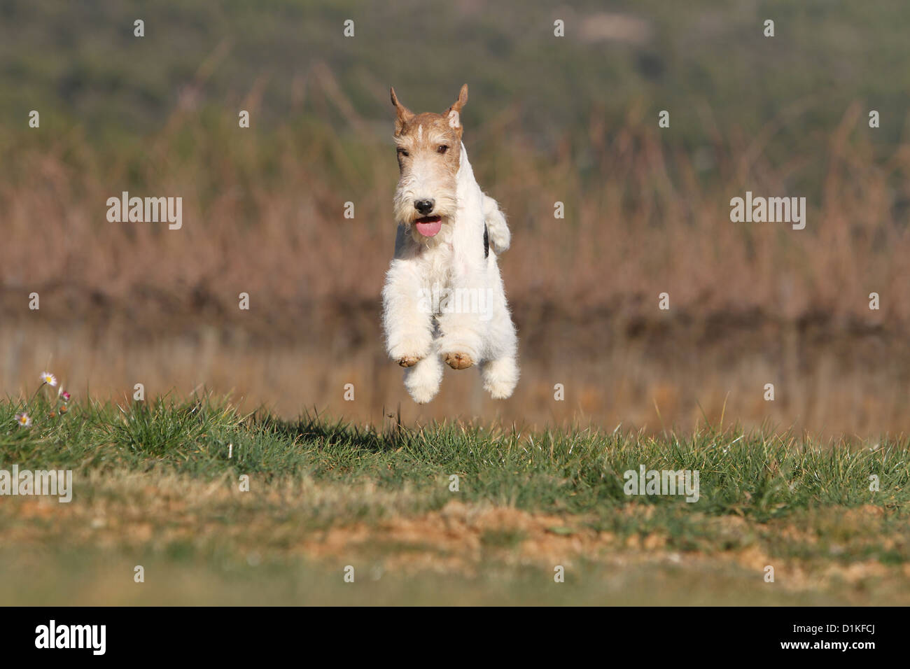 Filo di cane Fox Terrier adulto salto in esecuzione Foto Stock
