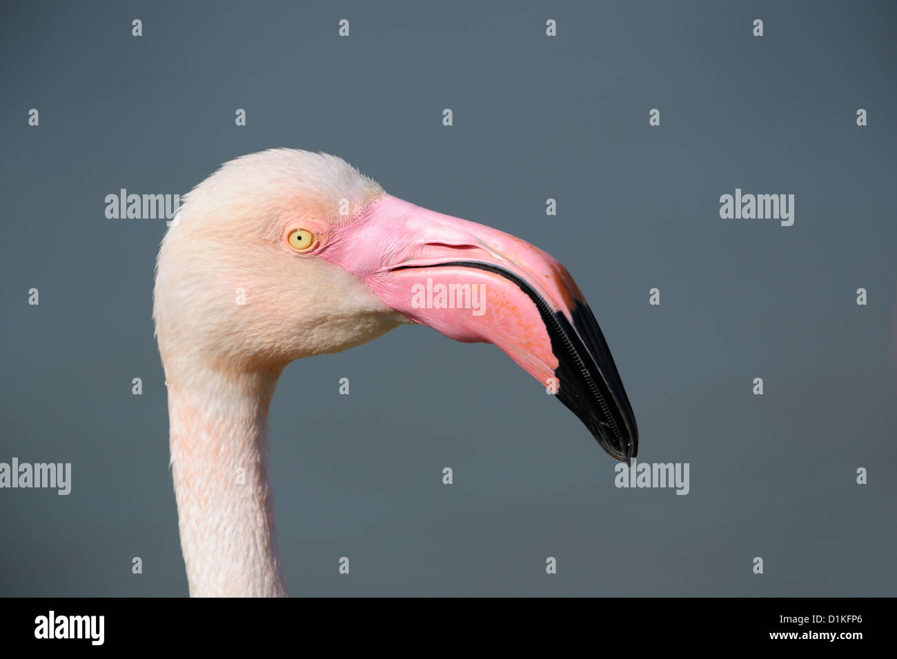 Fenicottero maggiore (Phoenicopterus roseus) ritratto, Camargue, Francia. Foto Stock