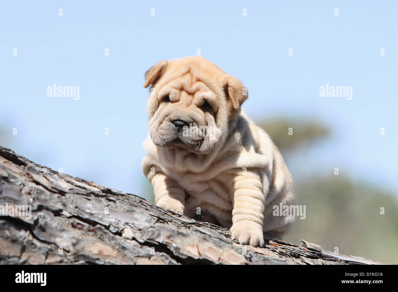 Cane Shar Pei cucciolo seduto su legno fulvo rosso-fulvo rosso Foto Stock