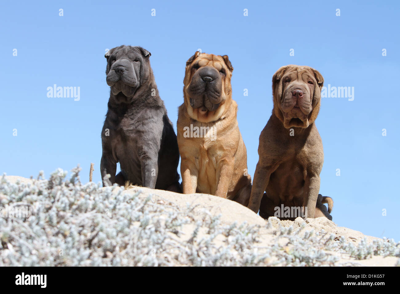 Tre cani Shar Pei shar-pei diversi colori rosso fulvo blu marrone cioccolato Foto Stock