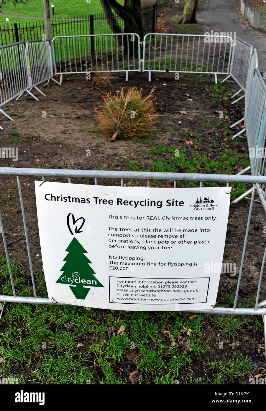 Brighton Sussex Regno Unito 27 dicembre 2012 - Un albero di Natale scartato è già stato lasciato nell'area di riciclaggio per gli alberi di Natale a Queens Park Brighton, nonostante sia stato solo un giorno dopo il Santo Stefano Foto Stock