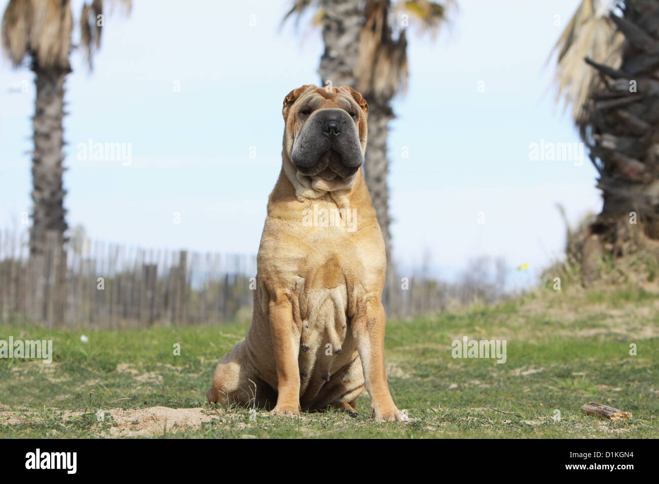 Cane Shar Pei adulto sable seduta Foto Stock