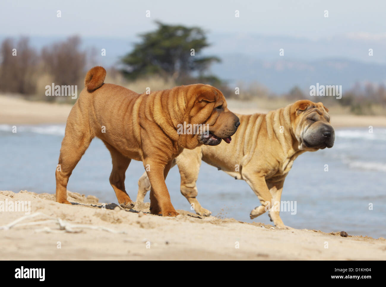 Cane Shar Pei sable fulvo correre sulla spiaggia Foto Stock