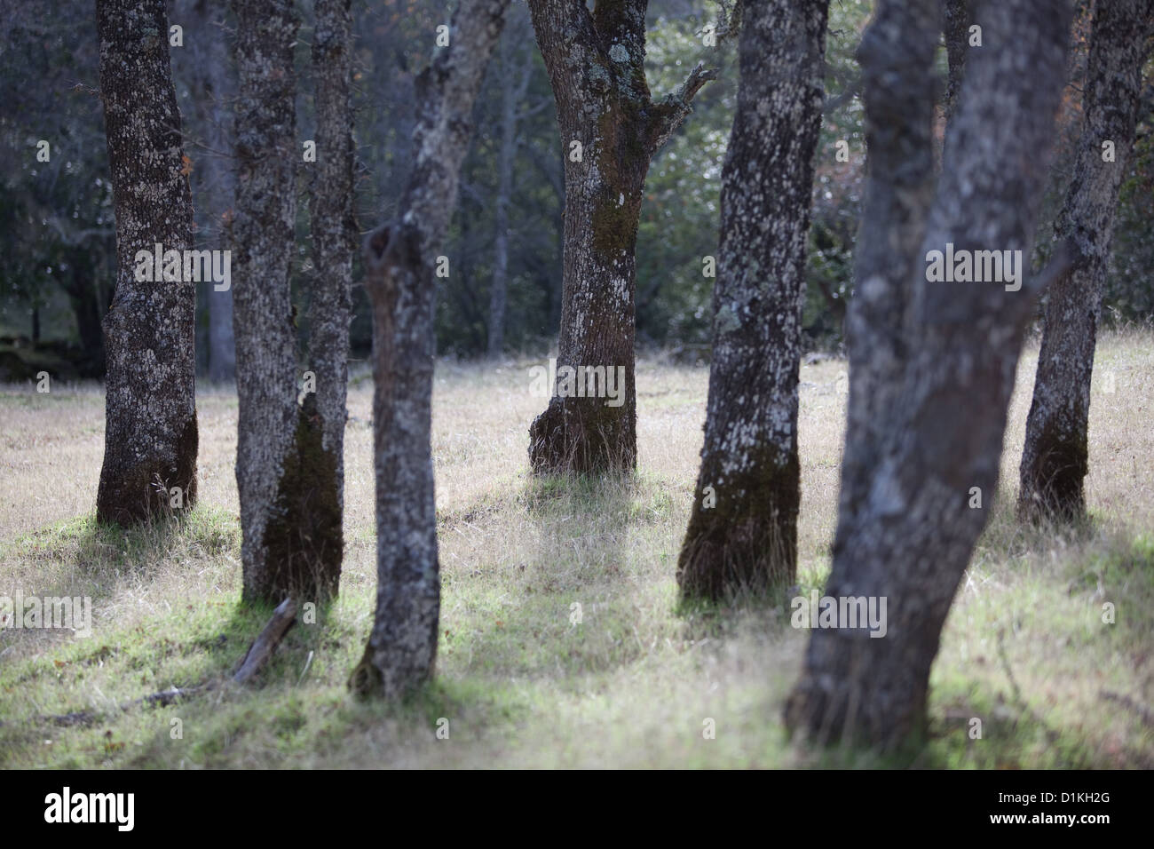 Alberi nel nord della California. Foto Stock