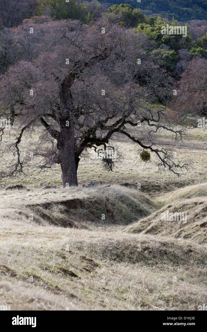 Alberi nel nord della California. Foto Stock
