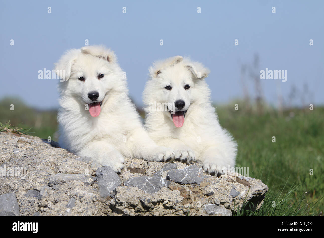 Pastore Svizzero bianco / cane Berger blanc suisse due cuccioli su una roccia Foto Stock