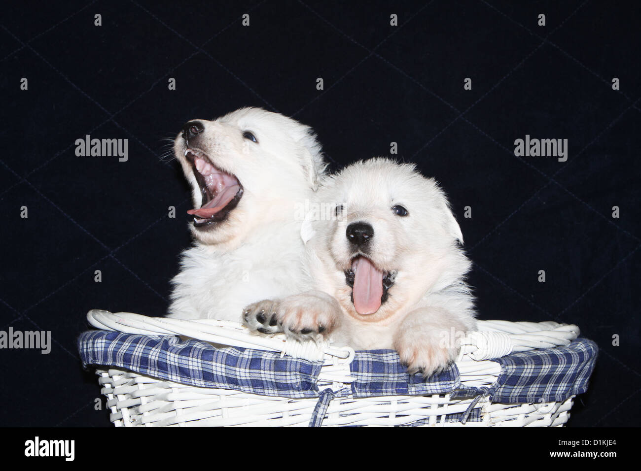 Pastore Svizzero bianco / cane Berger blanc suisse due cuccioli insieme Foto Stock