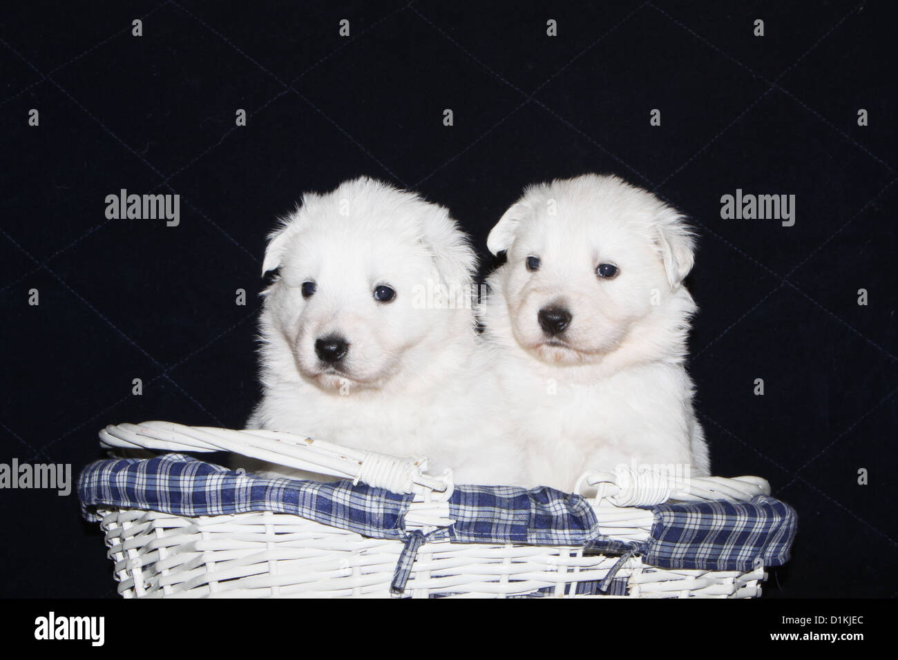 Pastore Svizzero bianco / cane Berger blanc suisse due cuccioli insieme Foto Stock