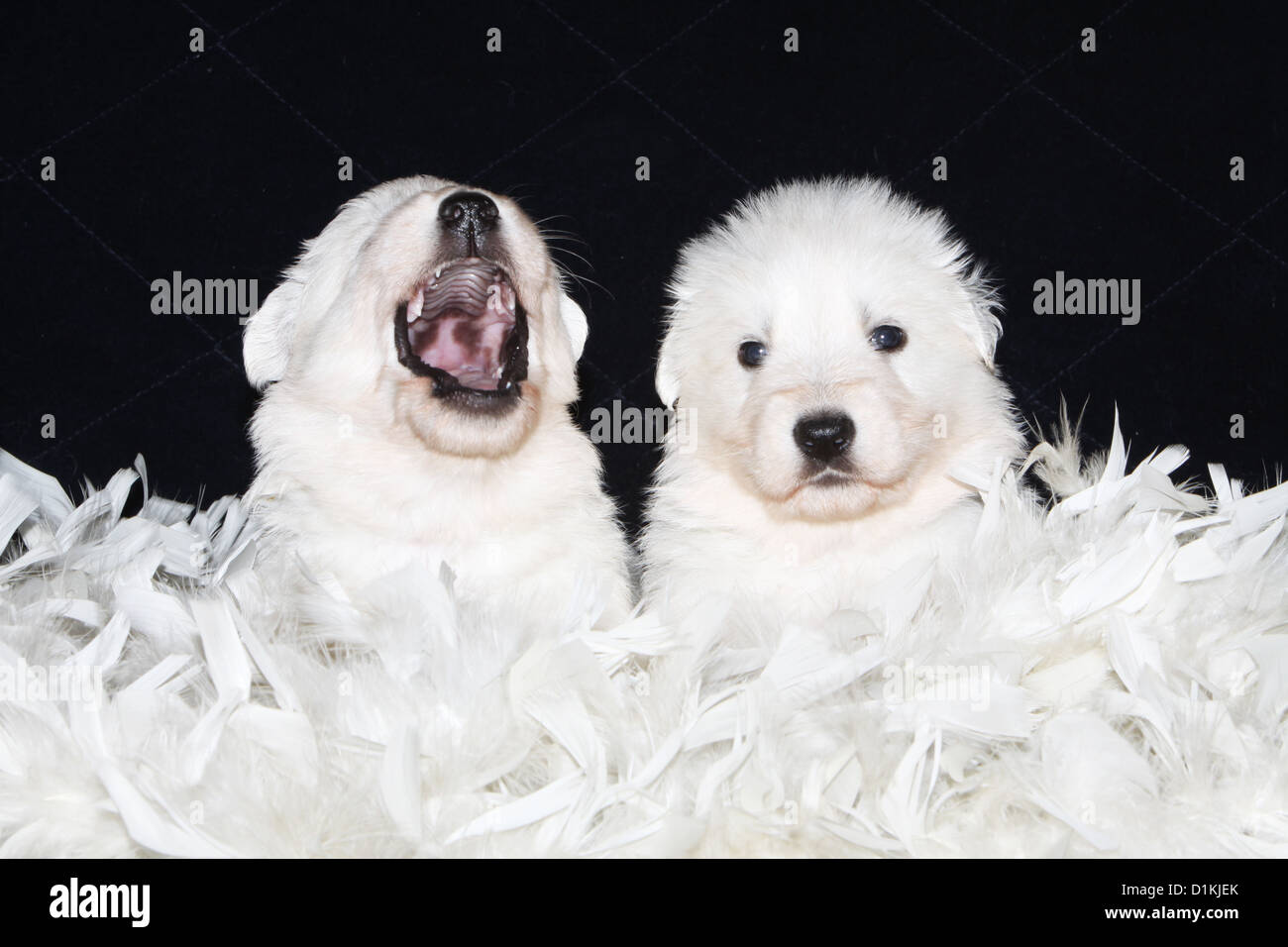 Pastore Svizzero bianco / cane Berger blanc suisse due cuccioli insieme Foto Stock