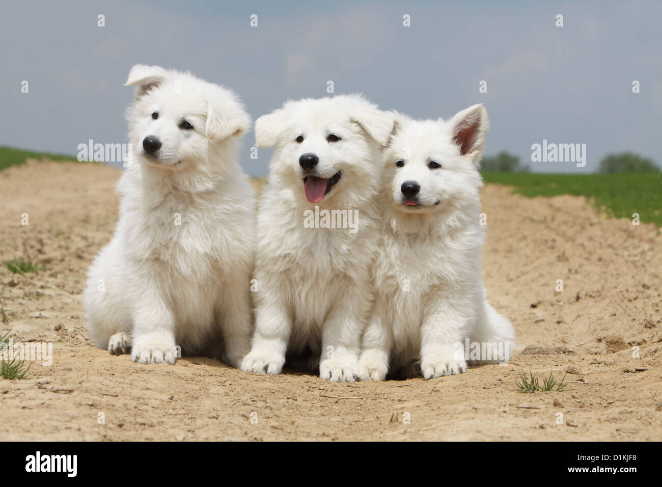 Pastore Svizzero bianco / cane Berger blanc suisse tre cuccioli insieme Foto Stock