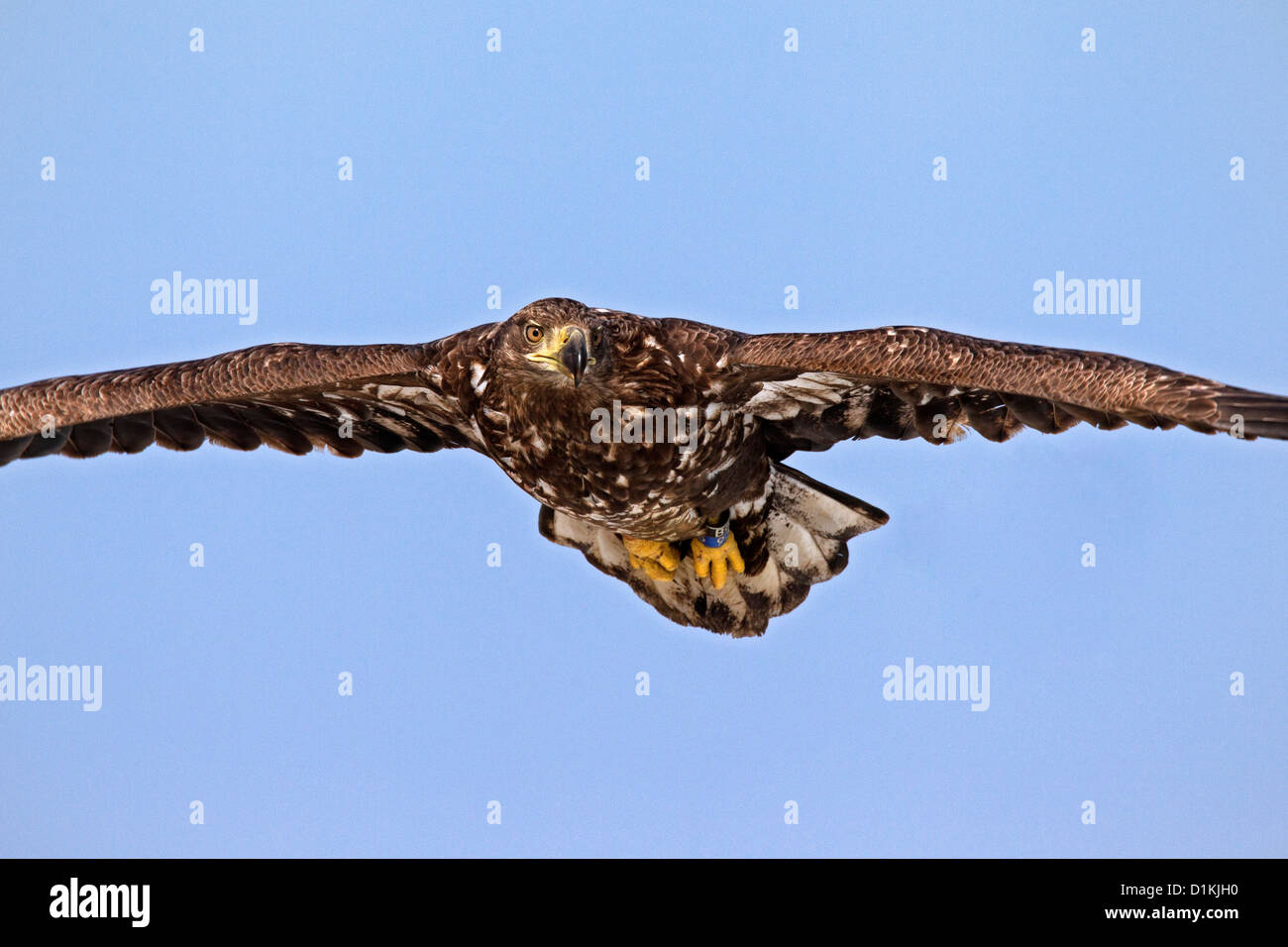 Close up White-tailed sea eagle (Haliaeetus albicilla) capretti battenti in inverno Foto Stock