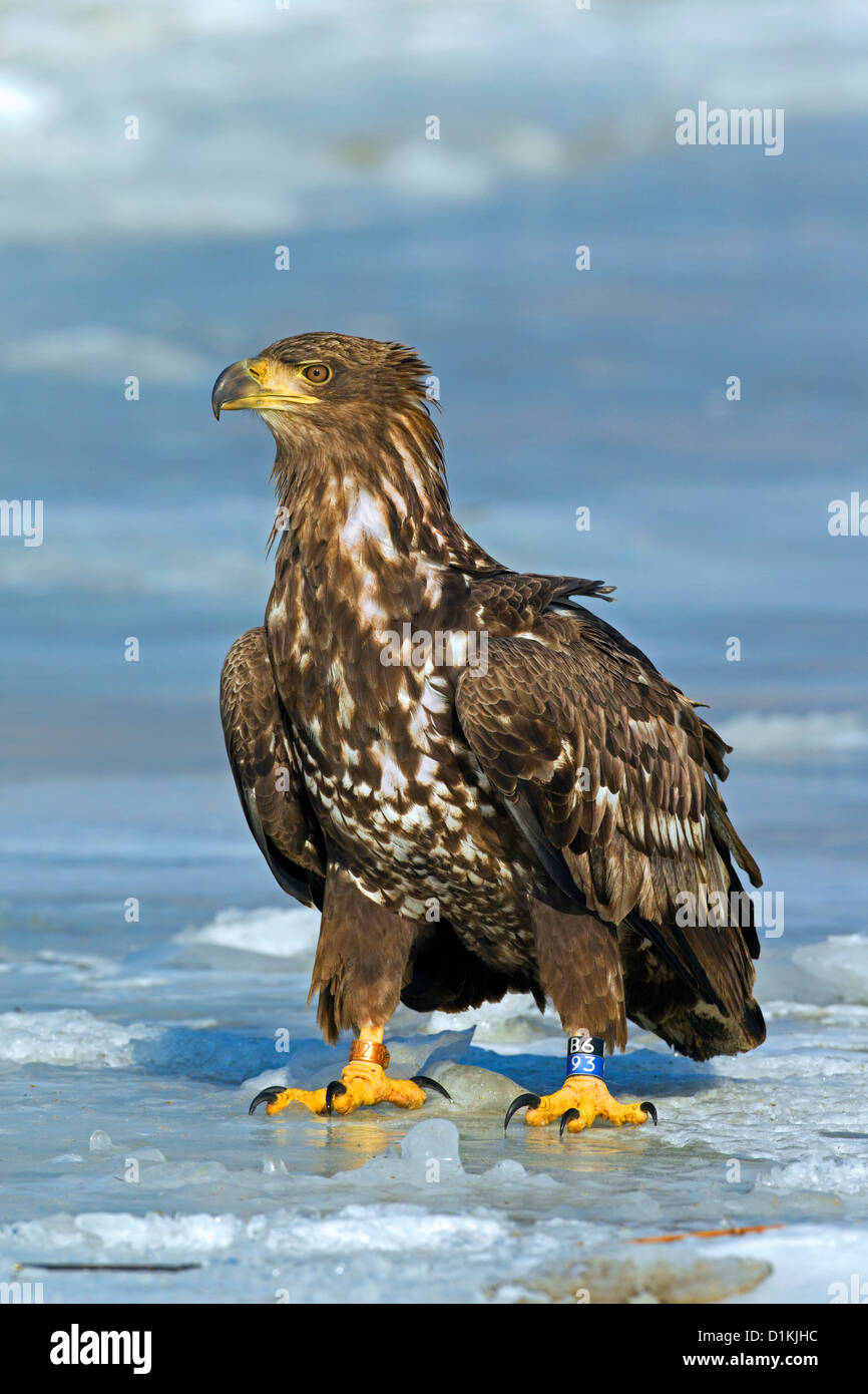 Di inanellare bianco-tailed sea eagle (Haliaeetus albicilla) capretti con bande sulle gambe sul ghiaccio del lago ghiacciato in inverno Foto Stock