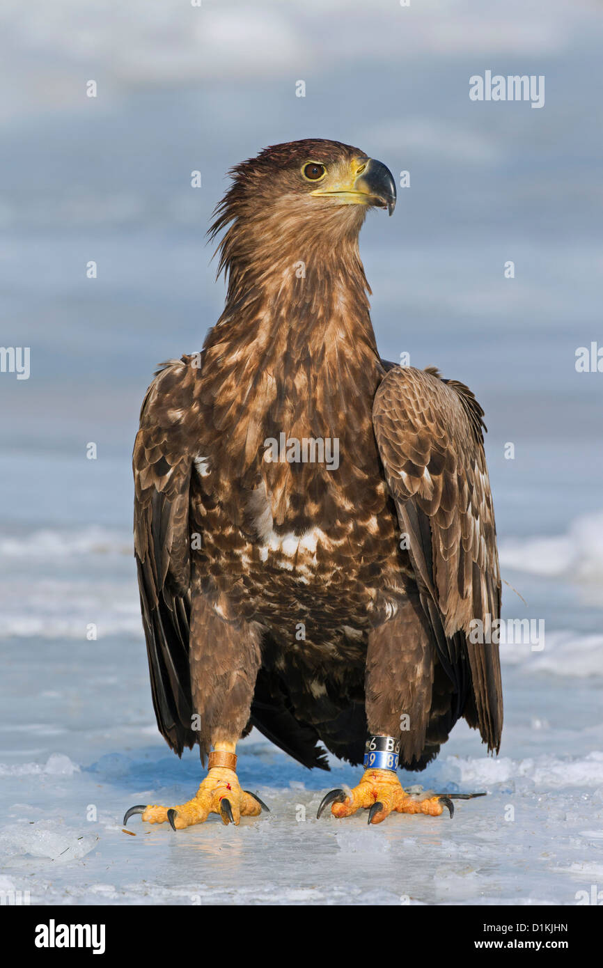 Nastrare bianco-tailed sea eagle (Haliaeetus albicilla) capretti con anelli sulle gambe sul ghiaccio del lago ghiacciato in inverno Foto Stock