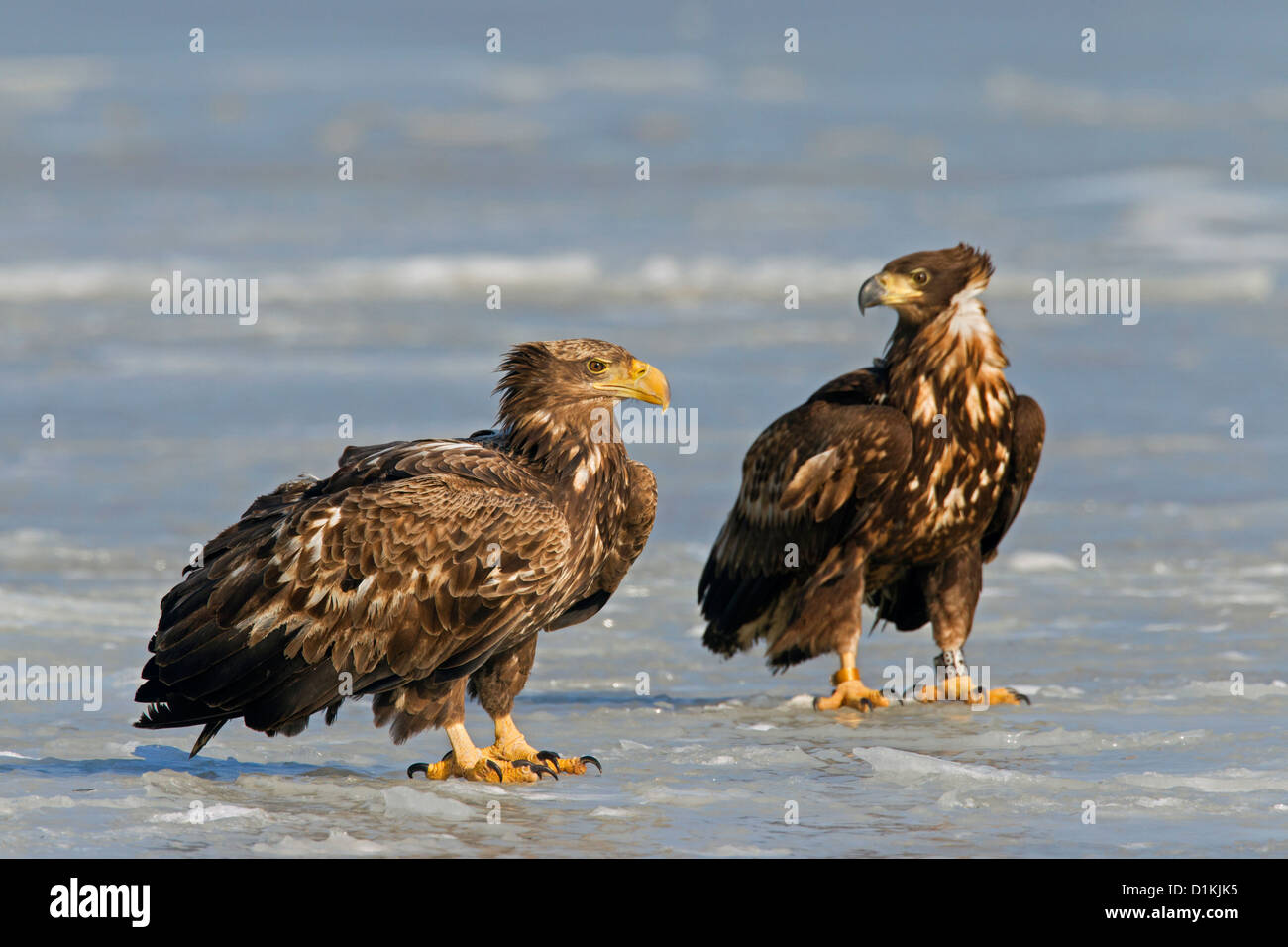 White-tailed sea eagle (Haliaeetus albicilla) juveniles con pesci preda sul ghiaccio del lago ghiacciato in inverno Foto Stock