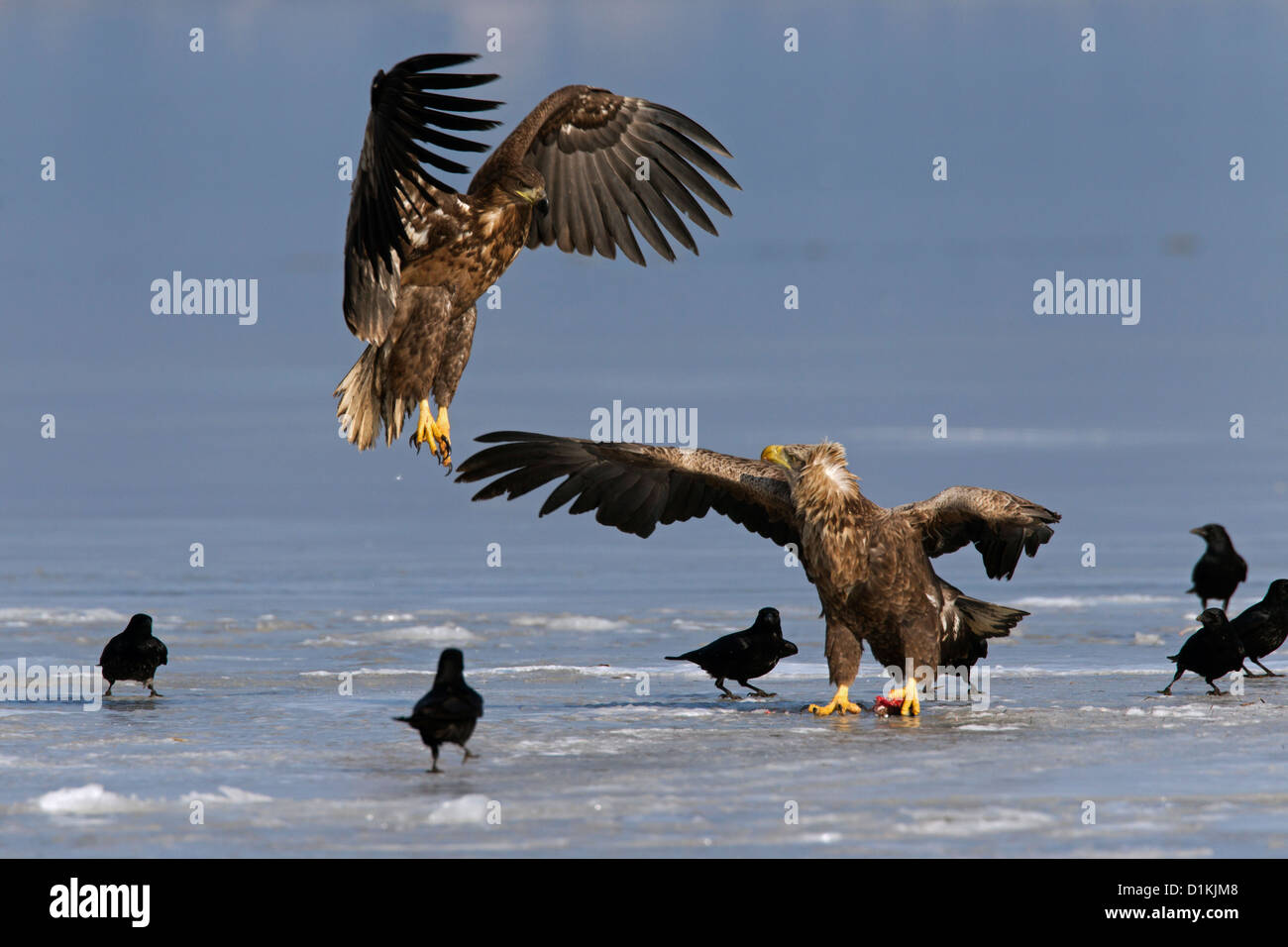 Young White-tailed sea eagle (Haliaeetus albicilla) fending off preda con ali contro la concorrente sul ghiaccio del lago in inverno Foto Stock