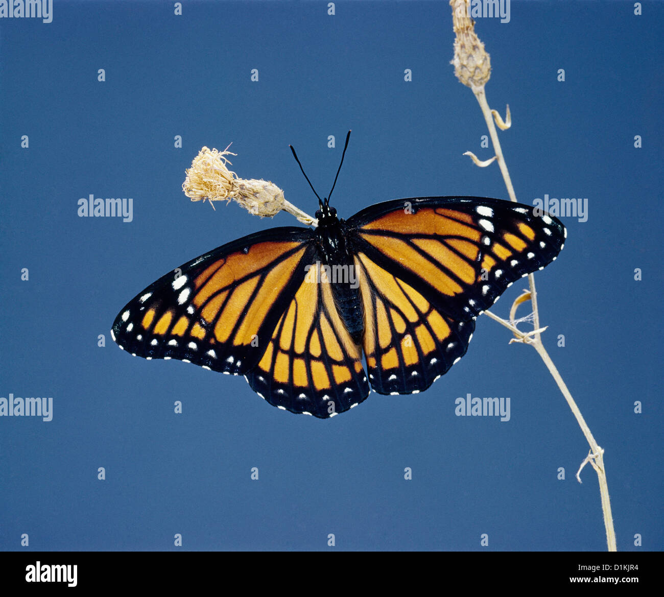 Il viceroy butterfly (limenitis archippus) adulto butterfly; colorato; batesian mimica Foto Stock