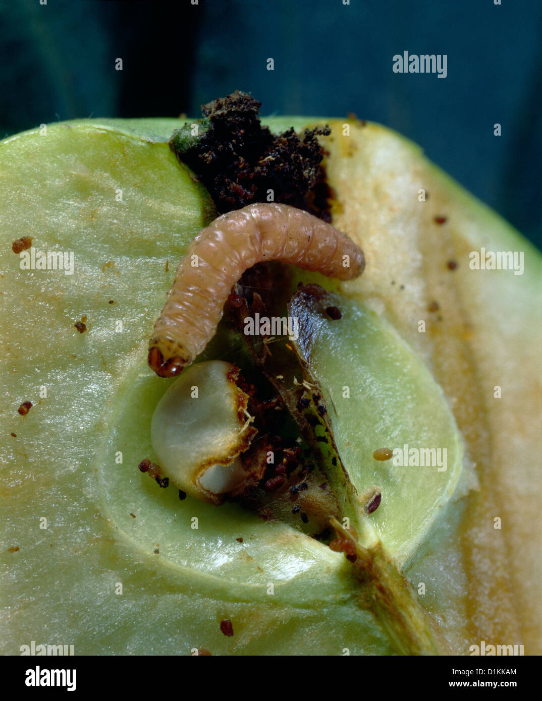 Carpocapsa del melo larva (carpocapsa sp./Cydia pomonella) è entrato calice di apple e abbiamo mangiato porzioni di seme in apple core Foto Stock