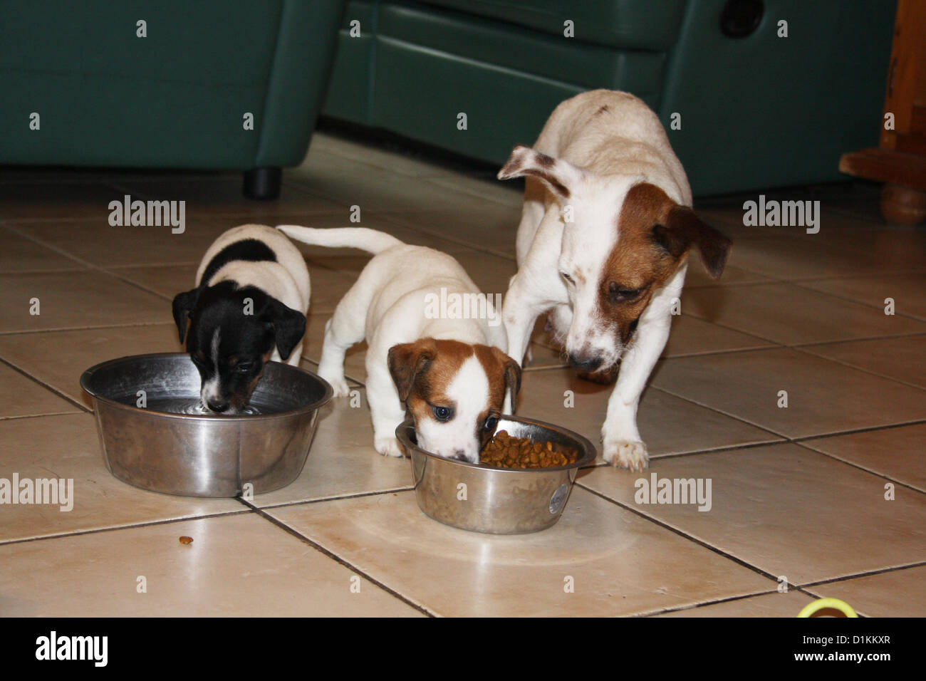 Cane Jack Russel cuccioli mangiare nel loro recipiente Foto Stock