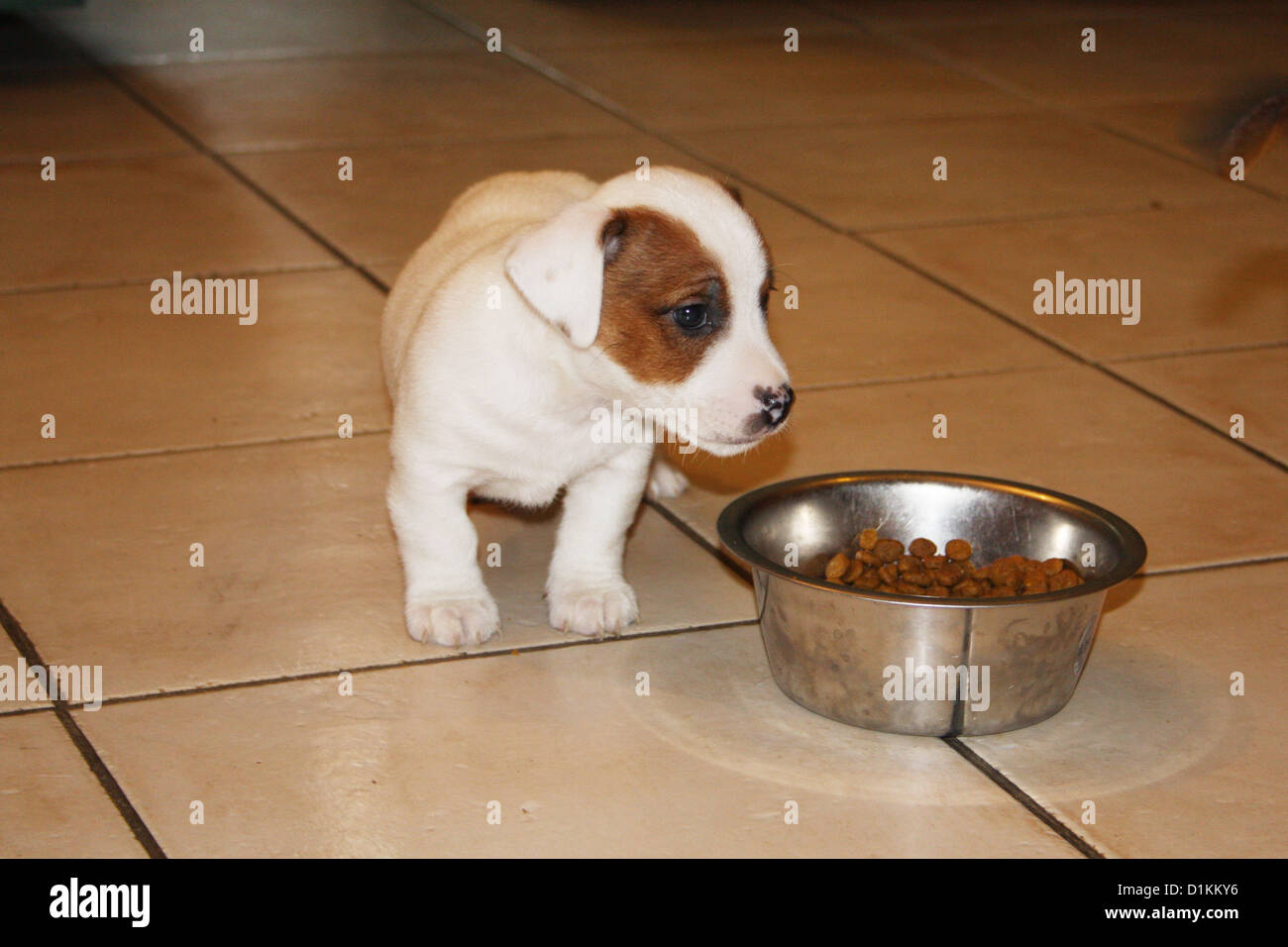 Cane Jack Russel Terrier cucciolo mangiare nella sua coppa Foto Stock
