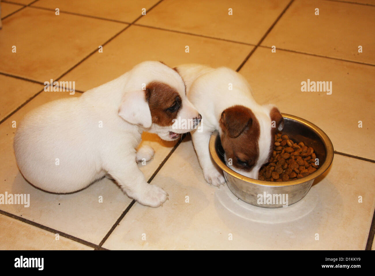 Cane Jack Russel cuccioli mangiare nel loro recipiente Foto Stock