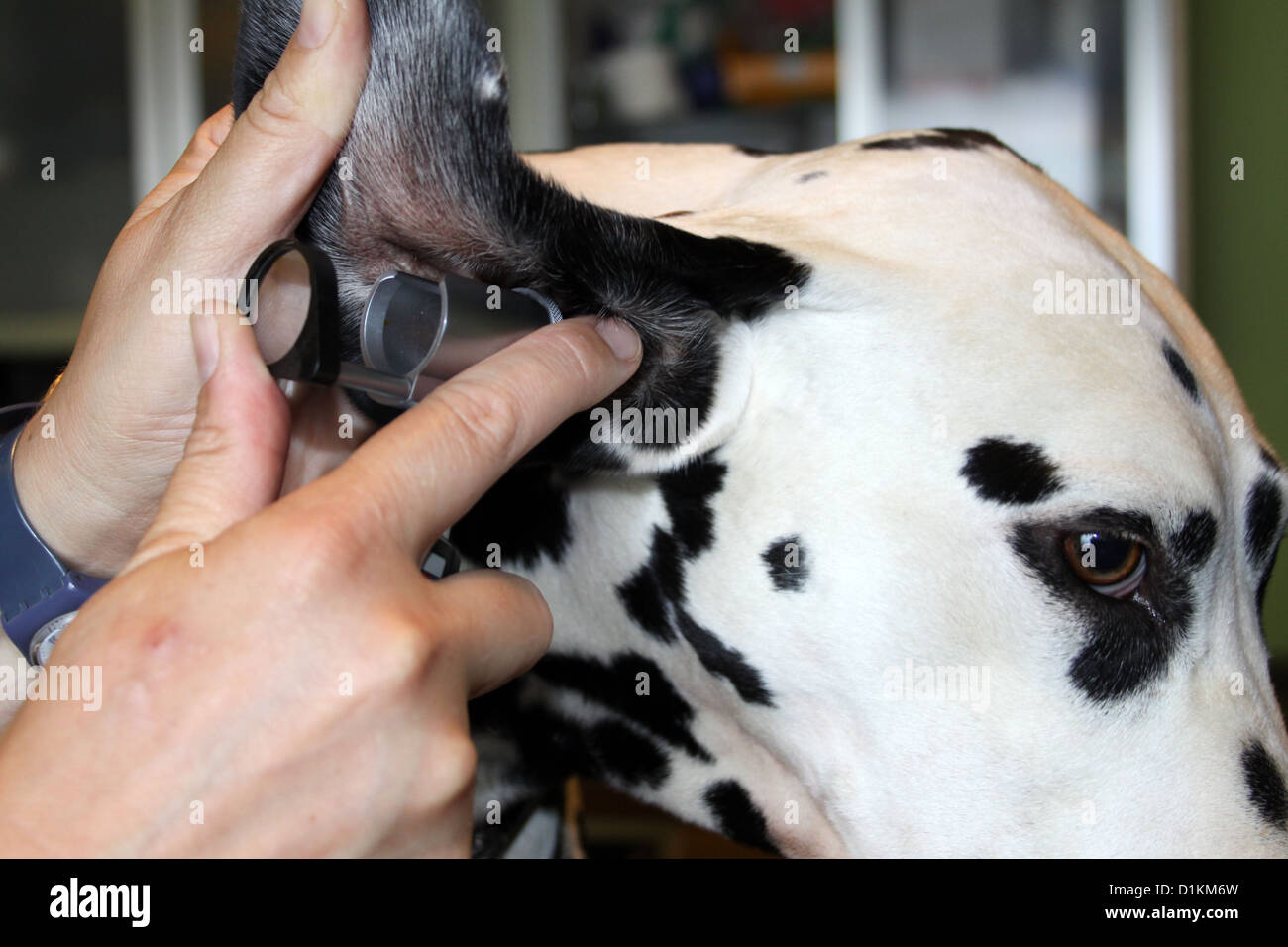 Cane dalmata di / il veterinario esamina il cane le orecchie con un otoscopio Foto Stock