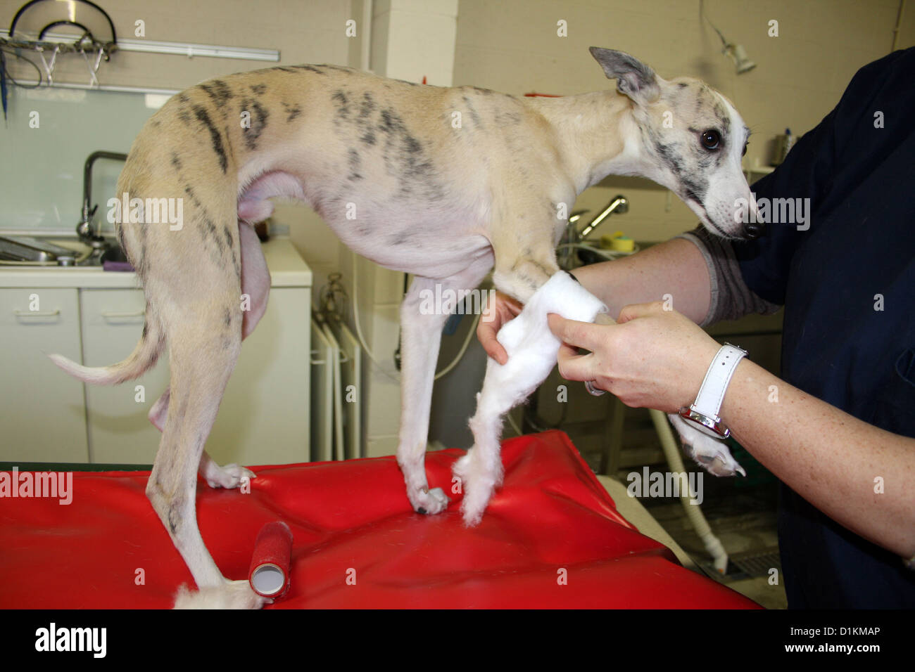 Cane vet veterinario incarto di un bendaggio intorno a una zampa Whippet Foto Stock