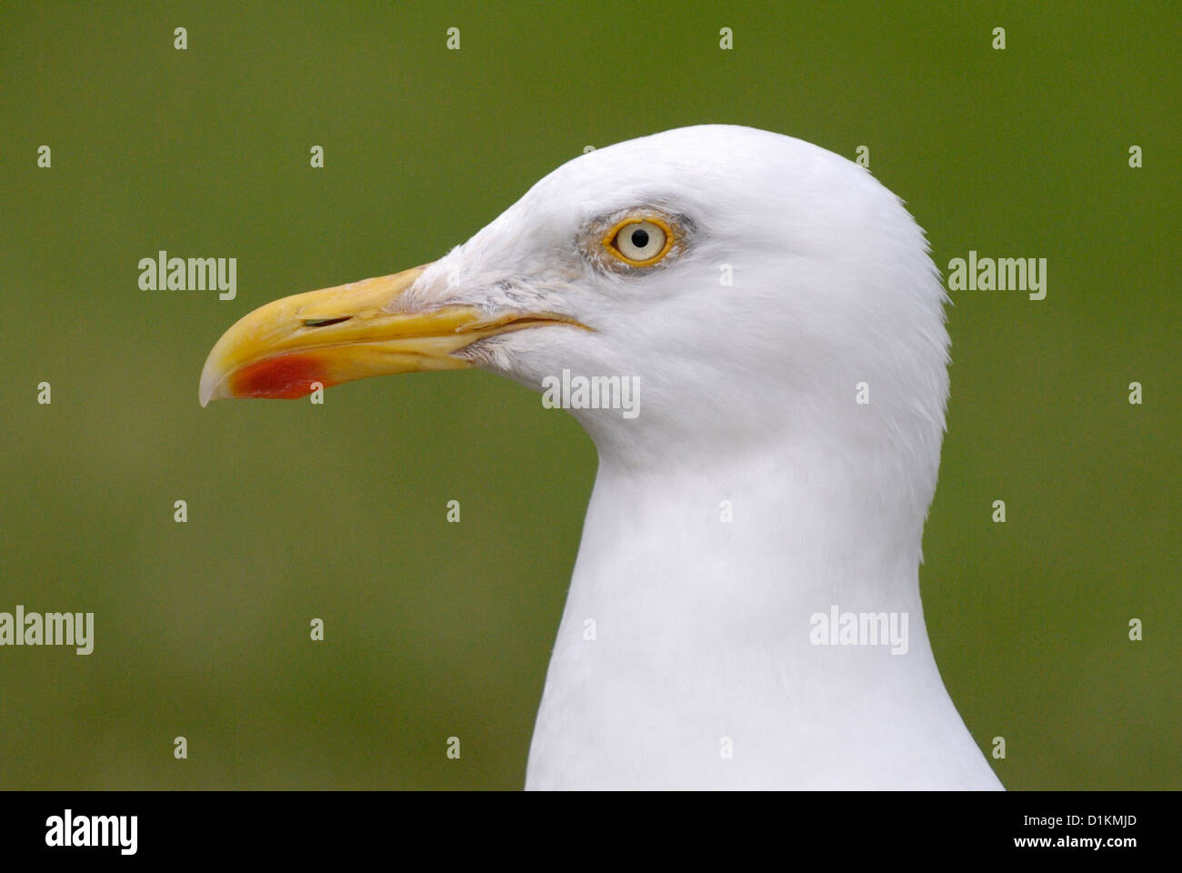 Aringa Gabbiano (Larus argentatus) Foto Stock