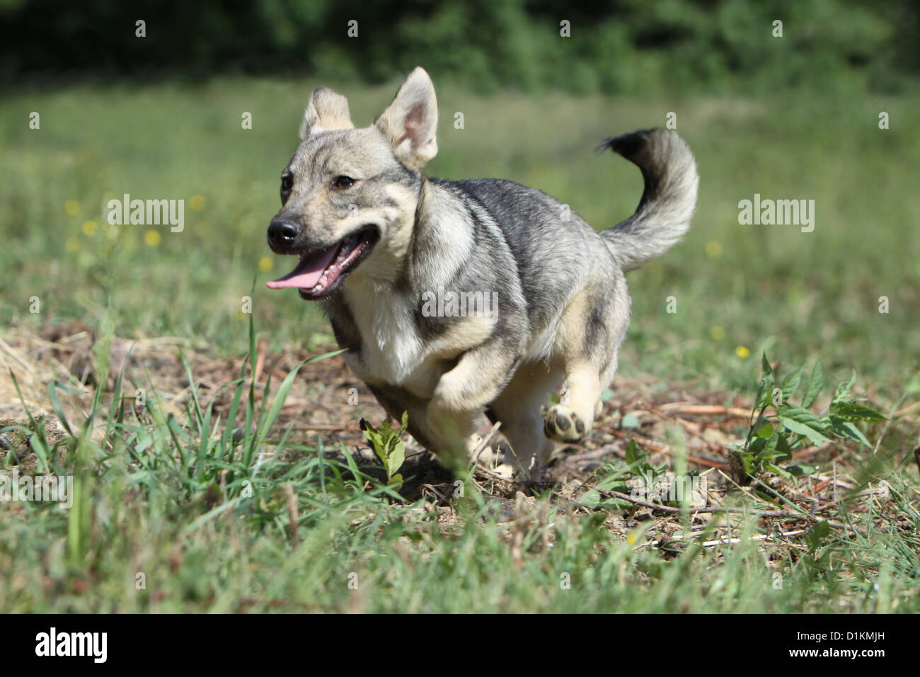 Cane Vallhund svedese vastgotaspets puppy in esecuzione Foto Stock