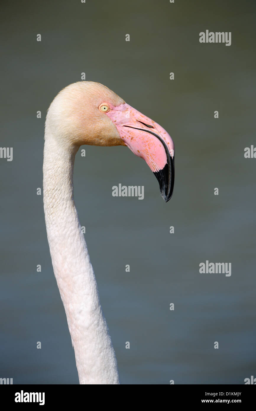 Fenicottero maggiore (Phoenicopterus roseus) ritratto, Camargue, Francia. Foto Stock