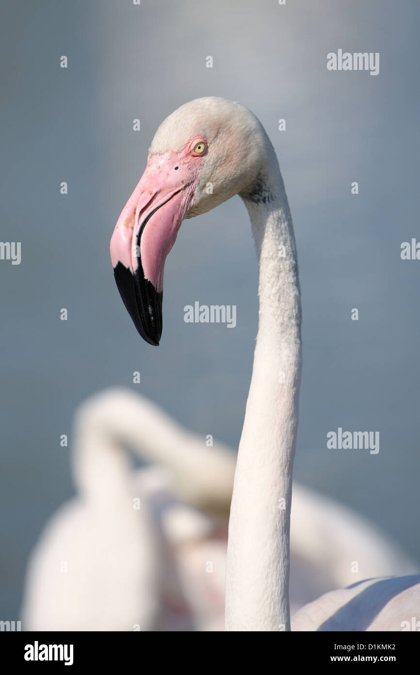Ritratto di un fenicottero maggiore (Phoenicopterus roseus) con un altro in background, Camargue, Francia. Foto Stock