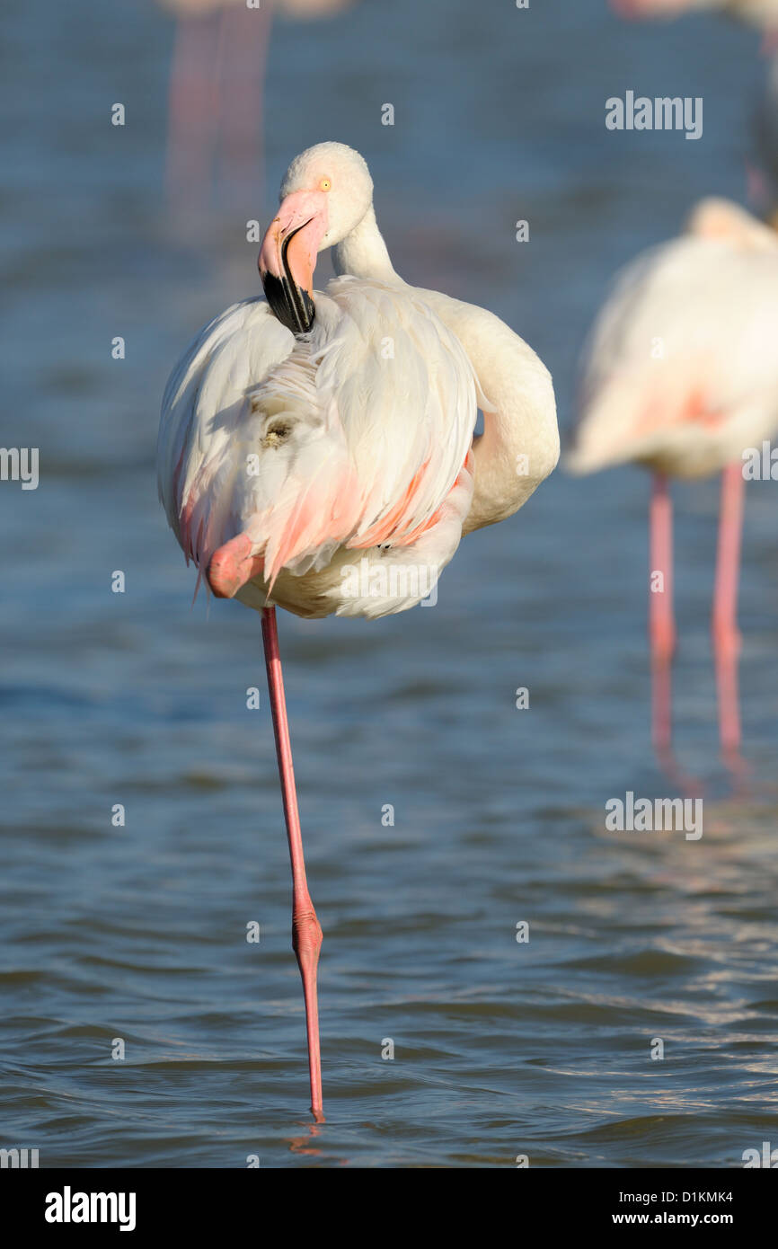 Fenicottero maggiore (Phoenicopterus roseus) in piedi e pulirsi le sue piume in uno stagno con un altro in background, Camargue, Francia.. Foto Stock