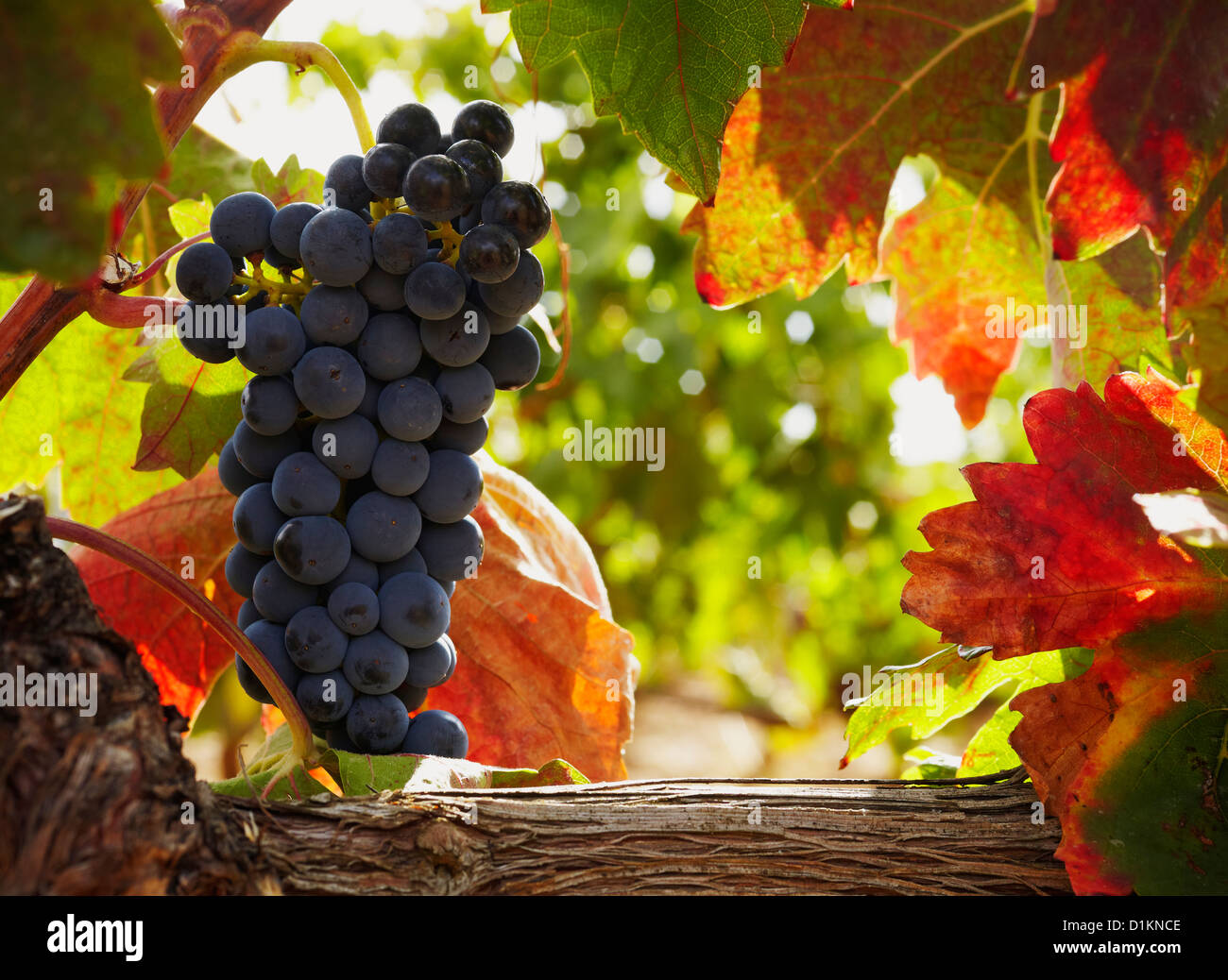 Vite con uve mature. Rioja Alavesa strada del vino. Alava. Paese basco. Spagna Foto Stock