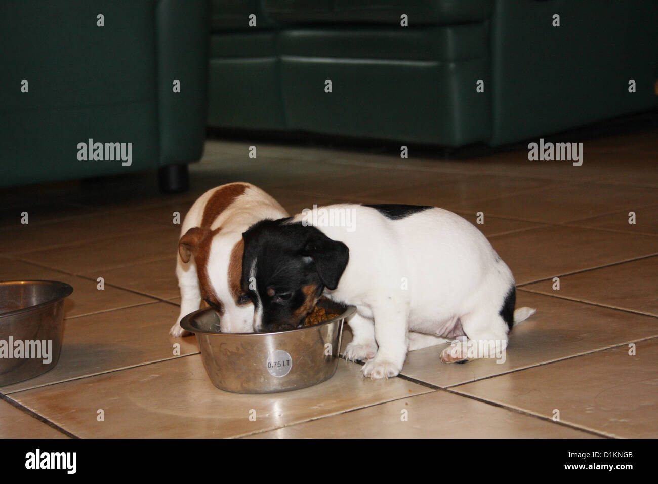 Cane due Jack Russel cuccioli mangiare nel loro recipiente Foto Stock