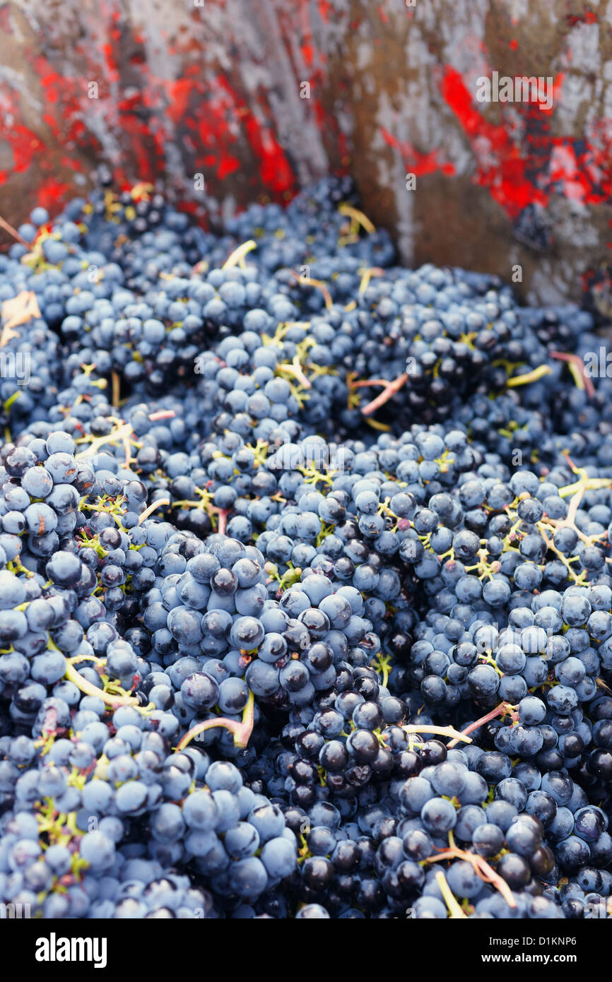 La raccolta del vino tempranillo' uva. A Lanciego. Rioja Alavesa strada del vino. Alava. Paese basco. Spagna Foto Stock