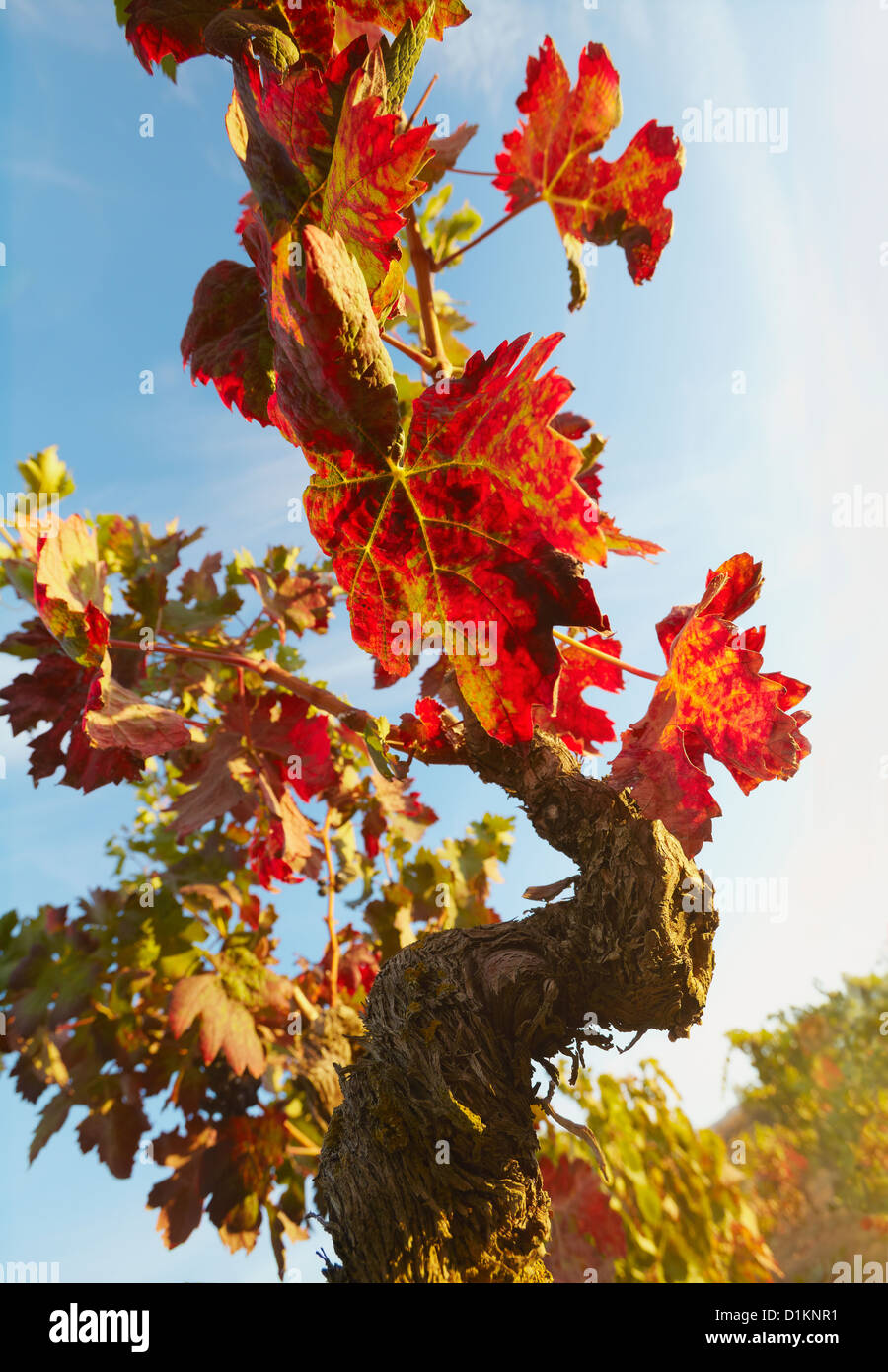 Vite con uve mature. A Lanciego. Rioja Alavesa strada del vino. Alava. Paese basco. Spagna Foto Stock
