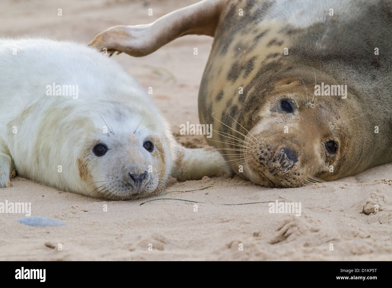 Guarnizione grigio (Halichoerus grypus) madre e pup, Norfolk, Inghilterra Foto Stock