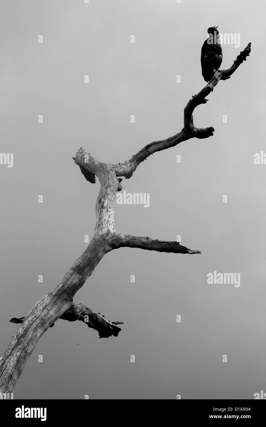 Eagle su un albero in Bundala national park, Sri Lanka Foto Stock