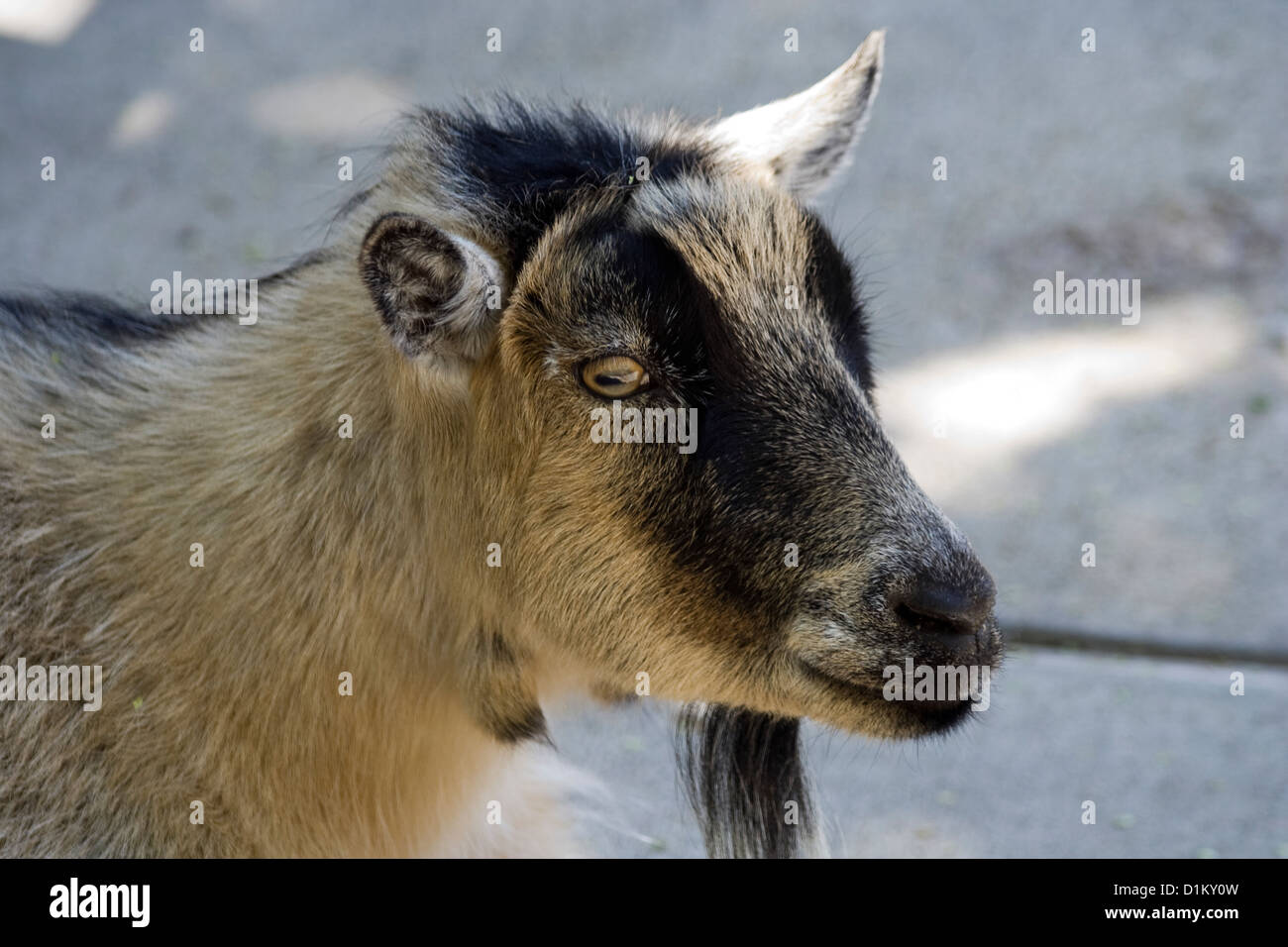 La capra domestica (Capra aegagrus hircus) Foto Stock