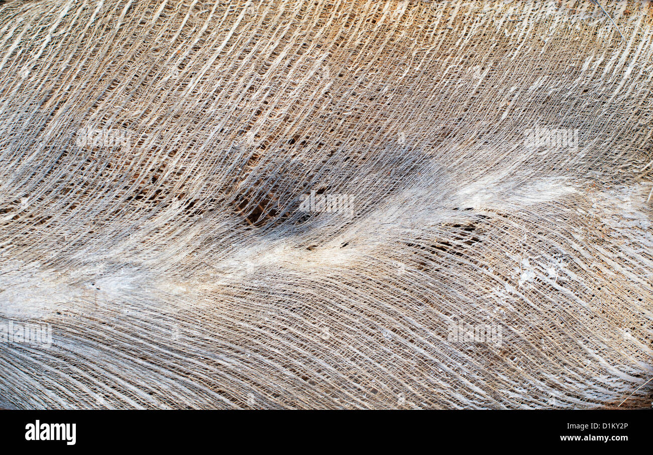 Indian di palme da cocco di corteccia di albero lolla Foto Stock