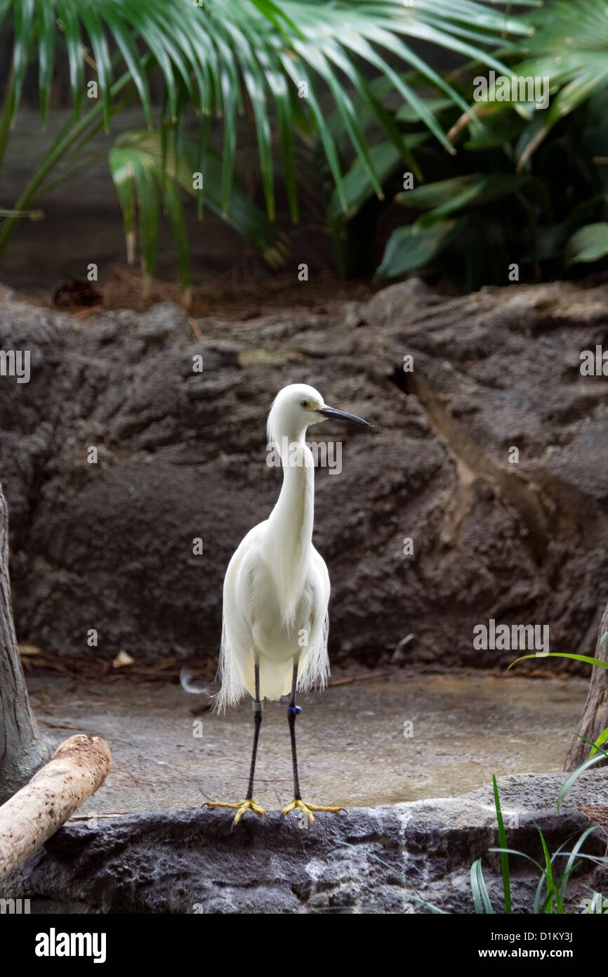 Airone bianco ( Ardea (erodiade) occidentalis). Foto Stock