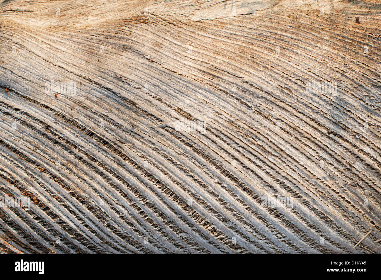 Indian di palme da cocco di corteccia di albero lolla Foto Stock