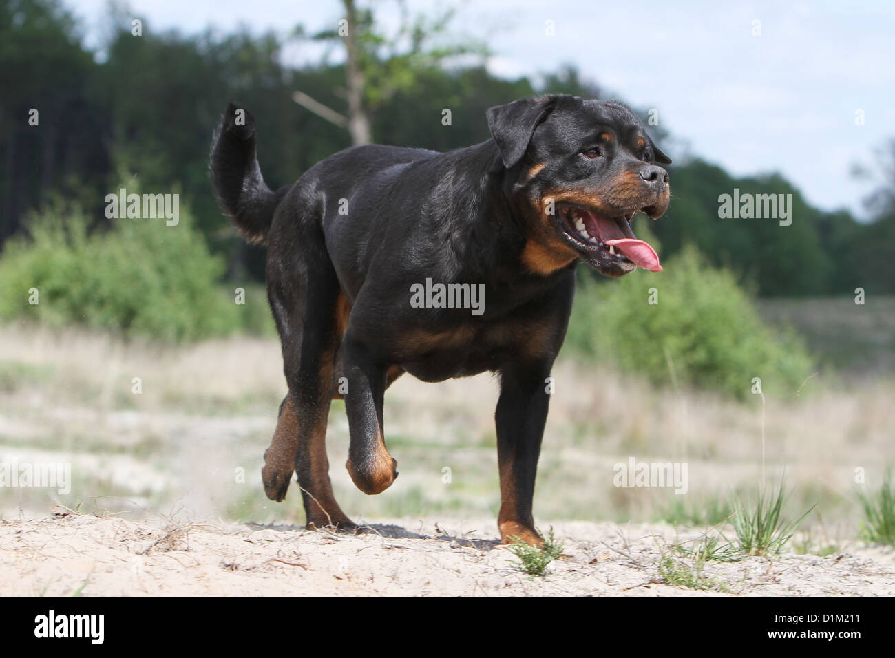 Cane Rottweiler adulto in esecuzione Foto Stock