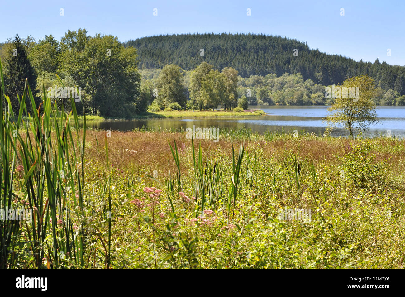 La vegetazione verde in un peatland vicino a un lago Foto Stock