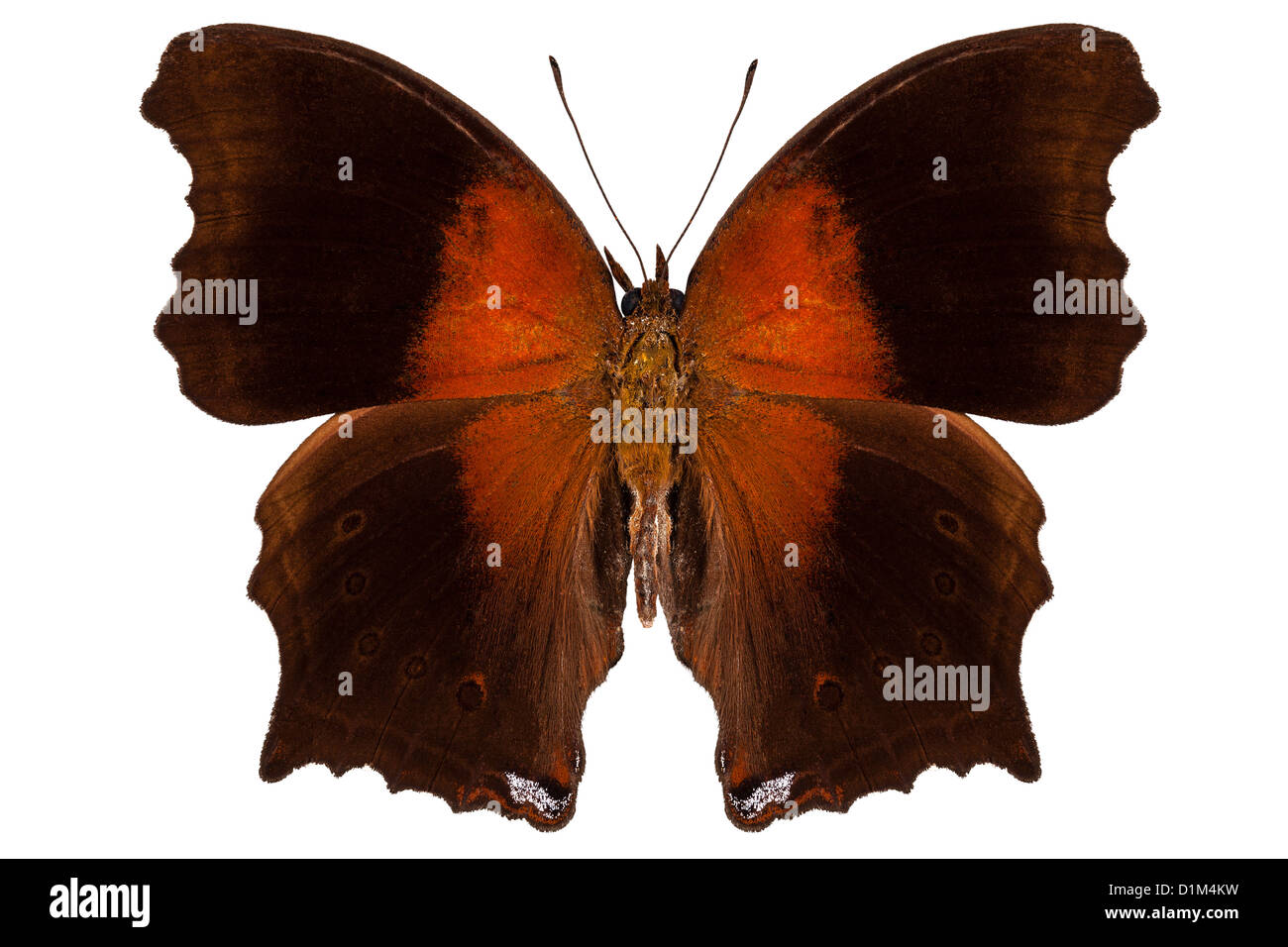 Marrone e arancione farfalla isolati su sfondo bianco Foto Stock