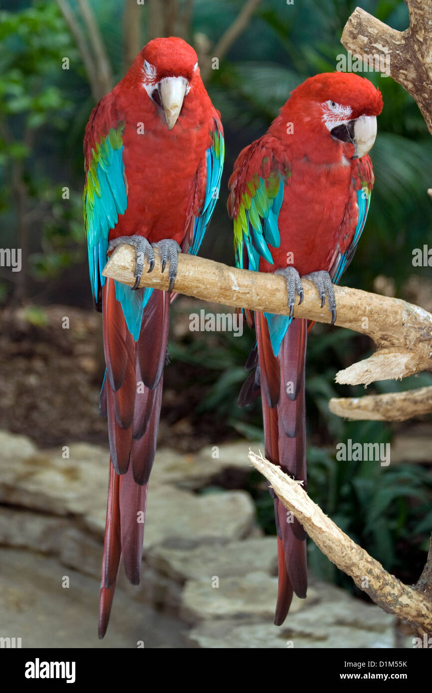 Il verde-winged Macaw o rosso-verde Macaw (Ara chloroptera). Brookfield Zoo. Foto Stock