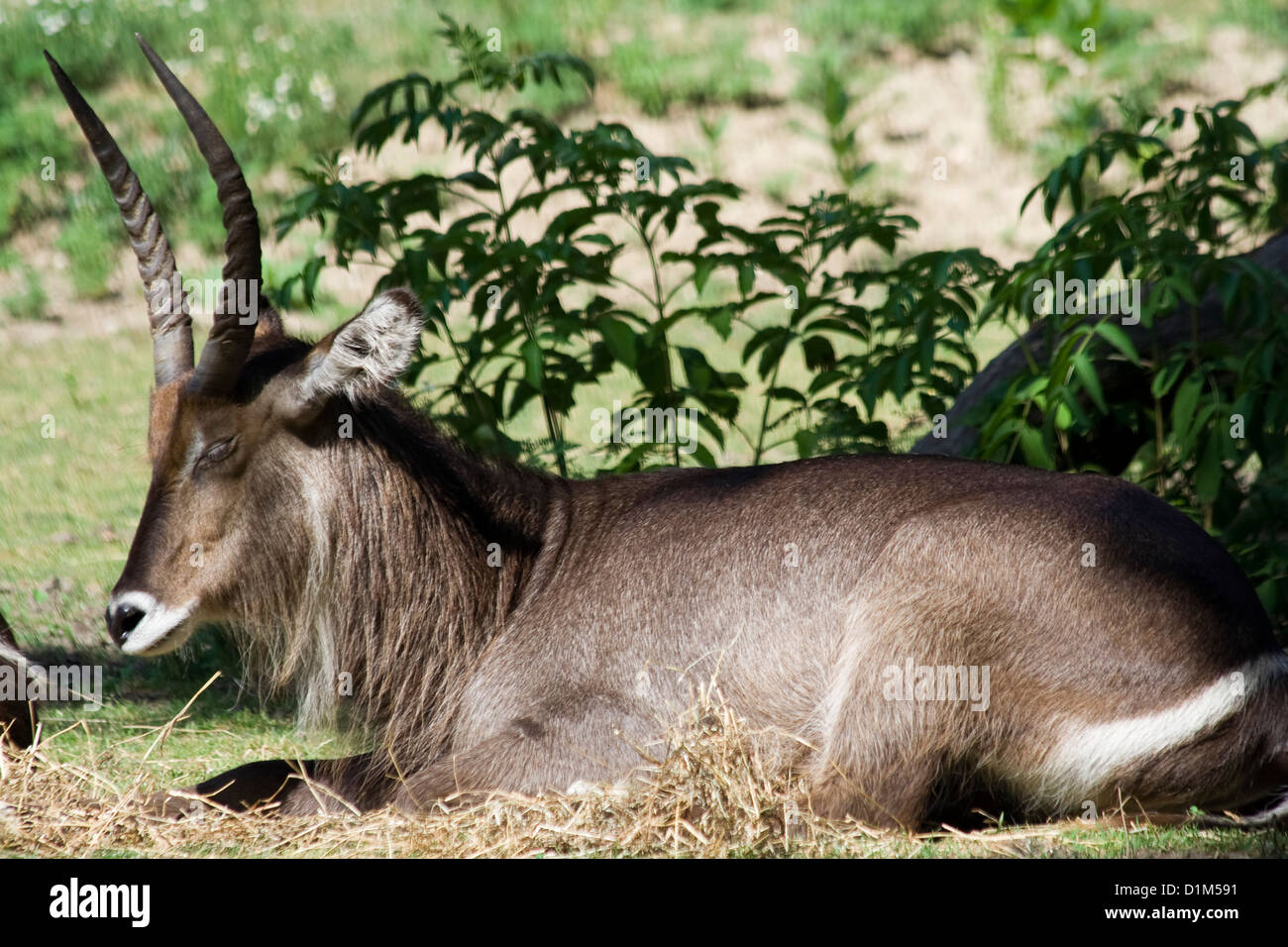 Il Waterbuck (Kobus ellipsiprymnus) antilopi. Brookfield Zoo. Foto Stock