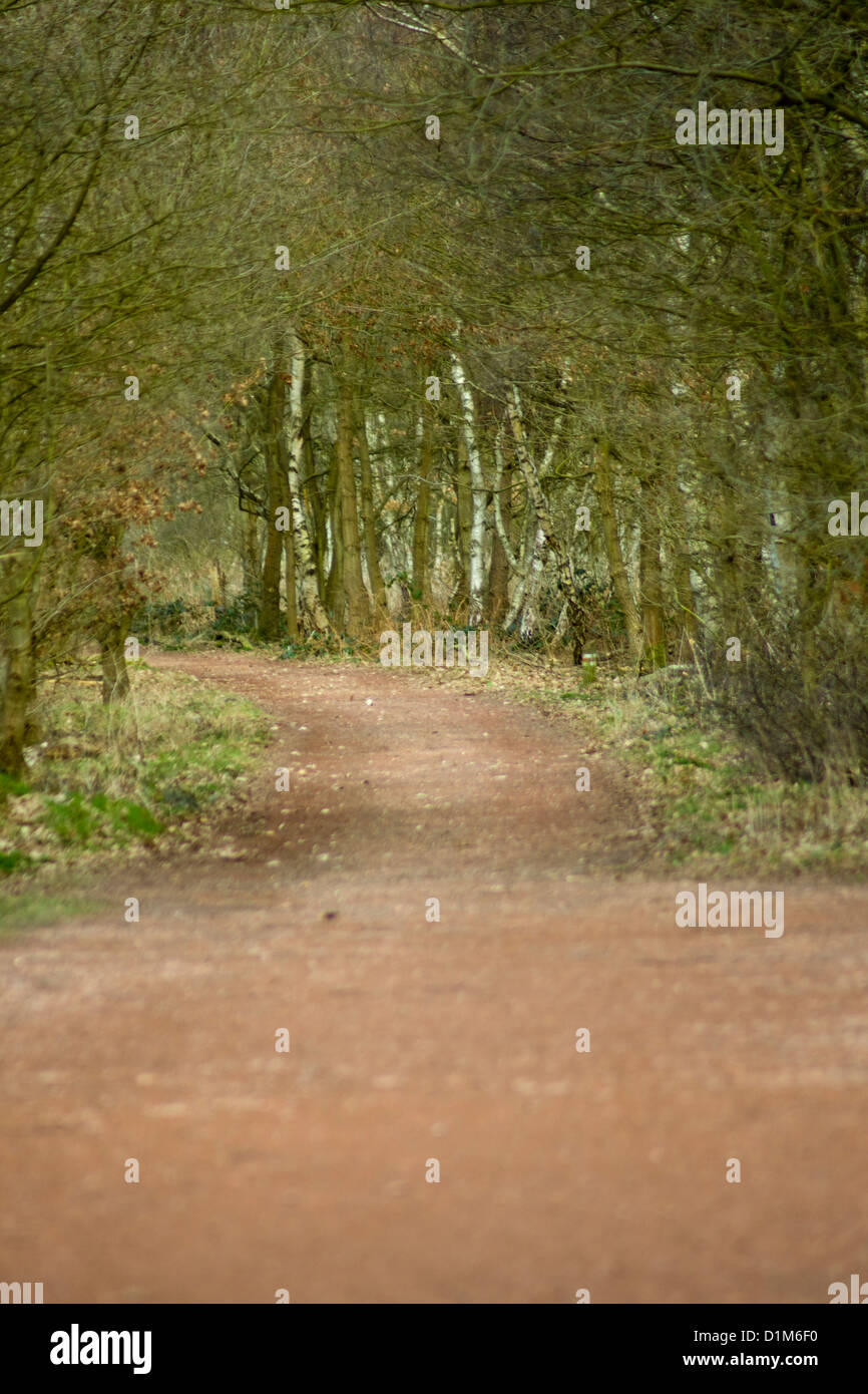 Il bosco, la Foresta di Sherwood Foto Stock